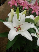 [5524 PO24 Arctic Snow No02.JPG]